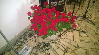 Dzien kobiet 2015 mini