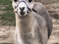 Alpakowa Kotlina 2025