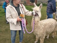 Alpakowa Kotlina 2025